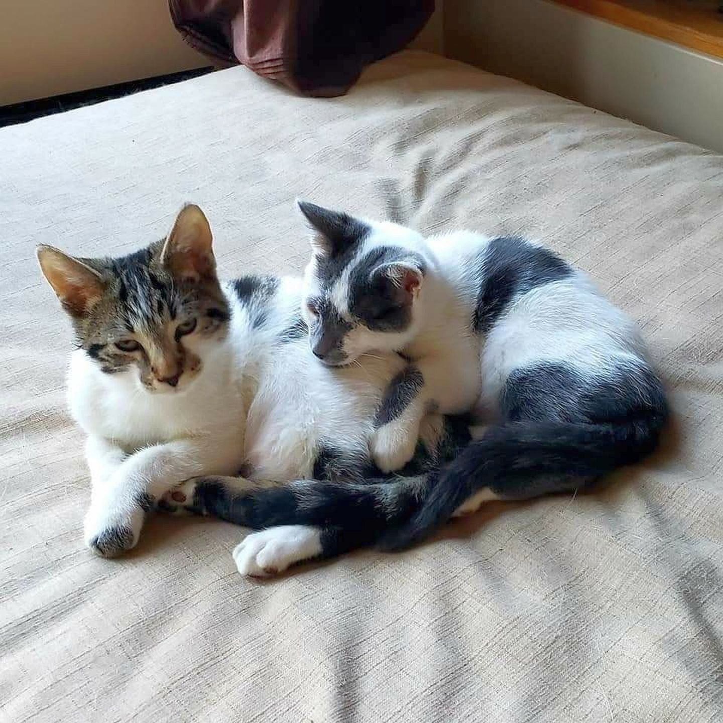 Adopt a Pet | Einstein and Tesla